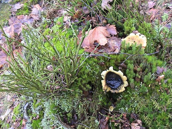 Natur 0001.JPG